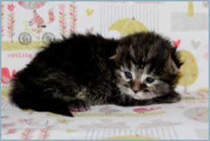 Male Siberian Kitten from Deedlebug Siberians